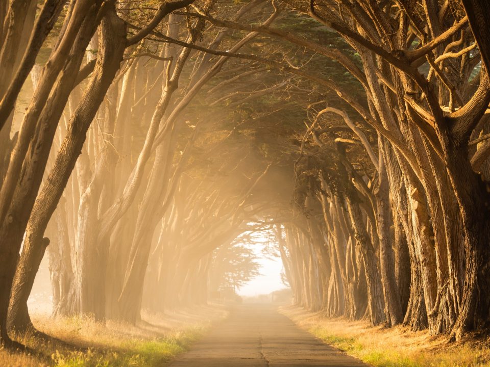 empty street in between of tall trees during golden hour