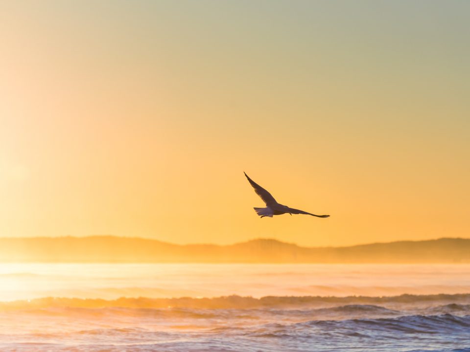 flying bird above sea