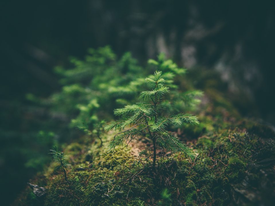 selective photography of green leaf plant