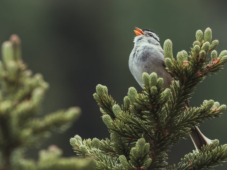 gray and white bird on green tree