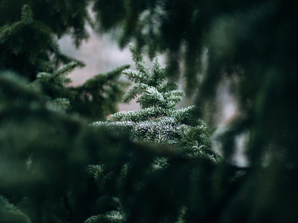 green tree can be seen through green leaves