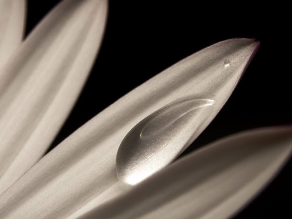 macro photography of white and purple flower