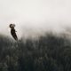 bald eagle flying under forest during daytime