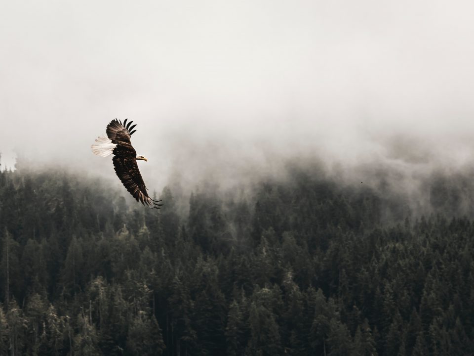 bald eagle flying under forest during daytime