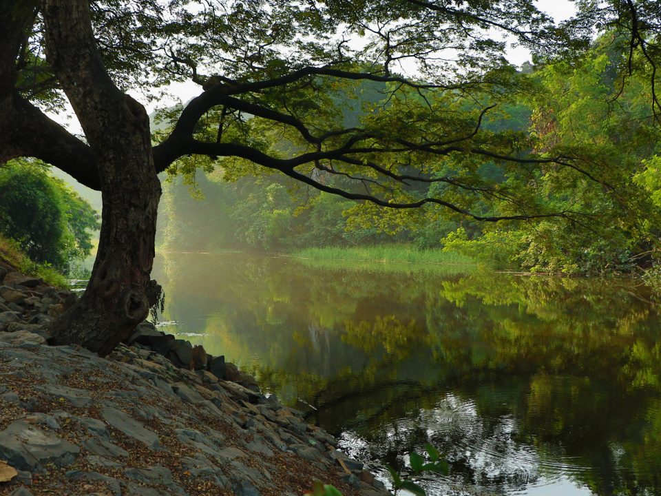 bare tree near lake during daytime