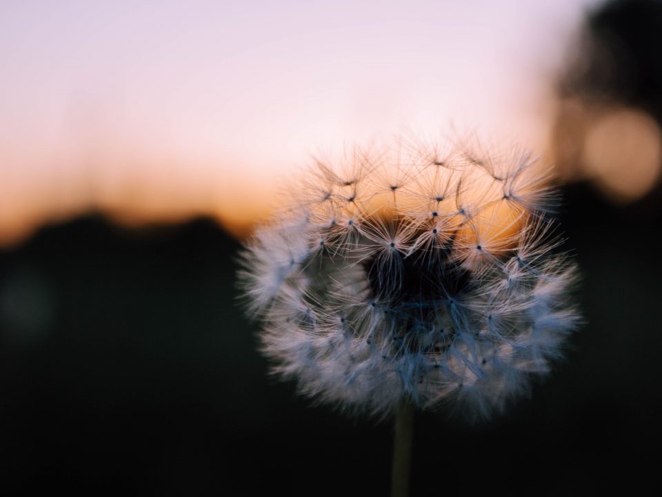 shallow focus photography of white dandelion