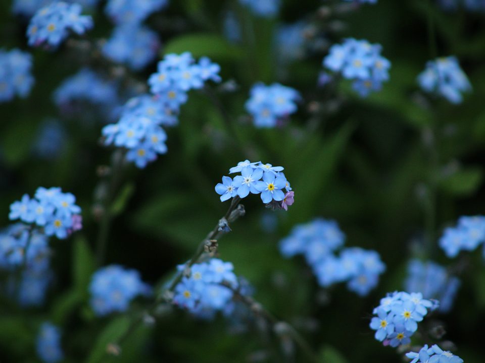 tilt shift photography of blue flowers