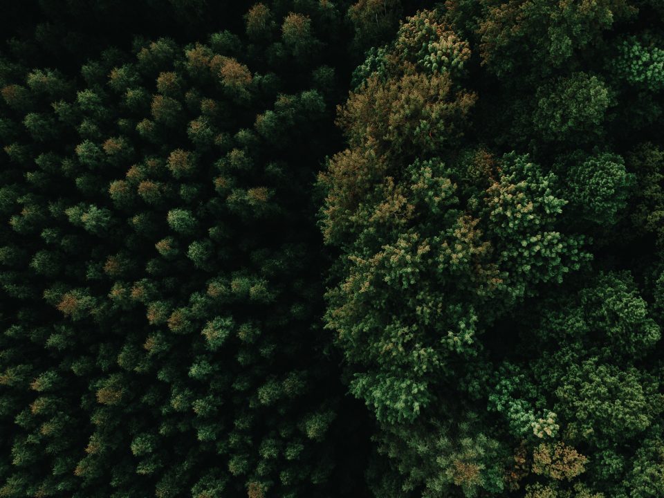 green trees during day time