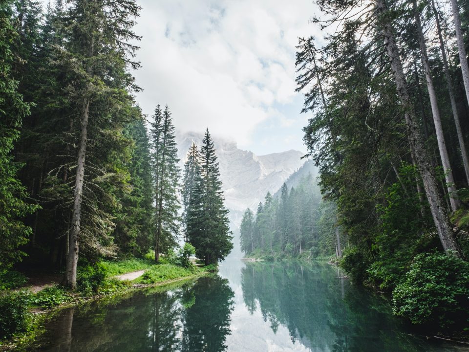 body of water surrounded by pine trees during daytime