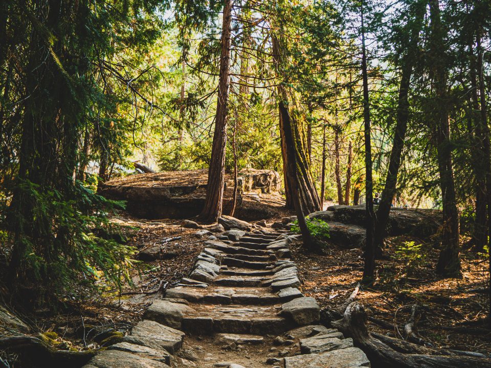 brown wooden bridge in the woods