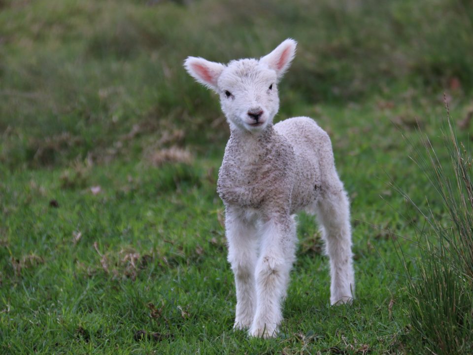 white and gray sheep lamb