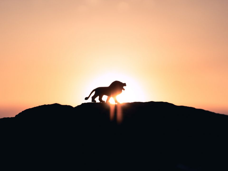 lion roaring on top of mountain during golden hour