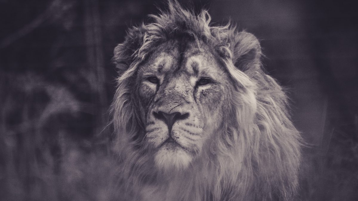 grayscale photography of lion