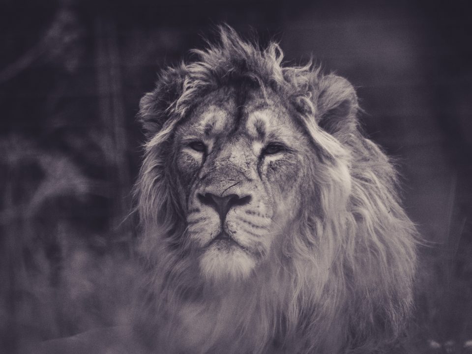 grayscale photography of lion