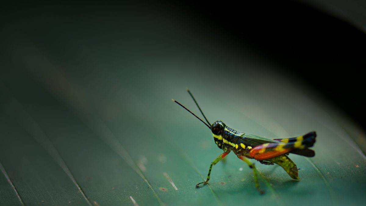 green and orange Eastern lubber grasshopper