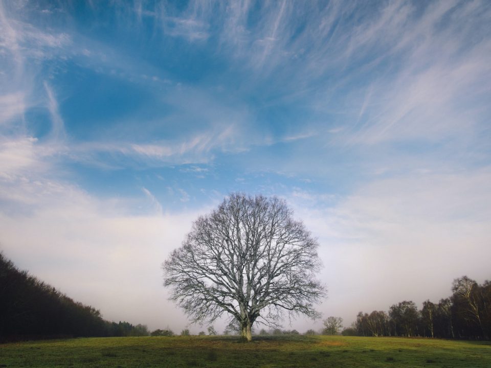 leafless tree