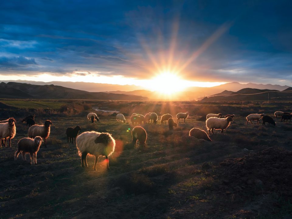 herd of sheep on field during daytime