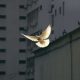 in flight dove