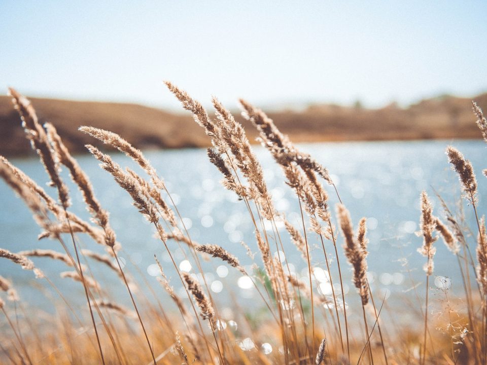 brown grass near body of water