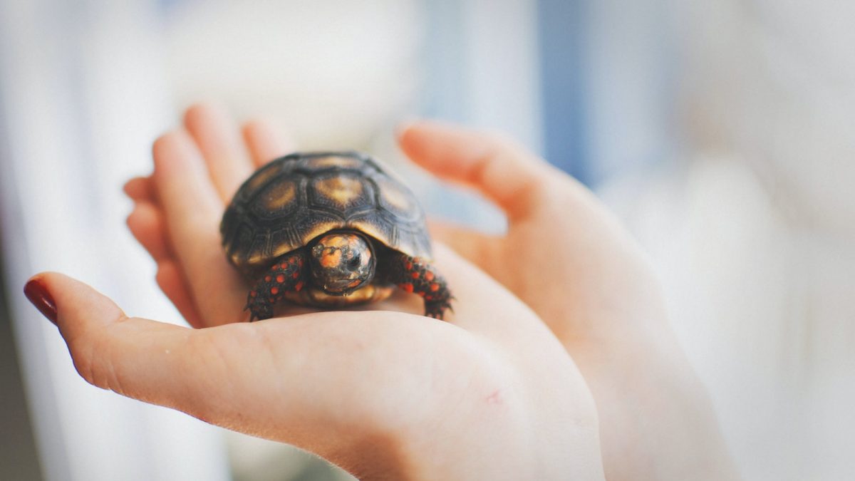 brown and black tortoise in person's hand