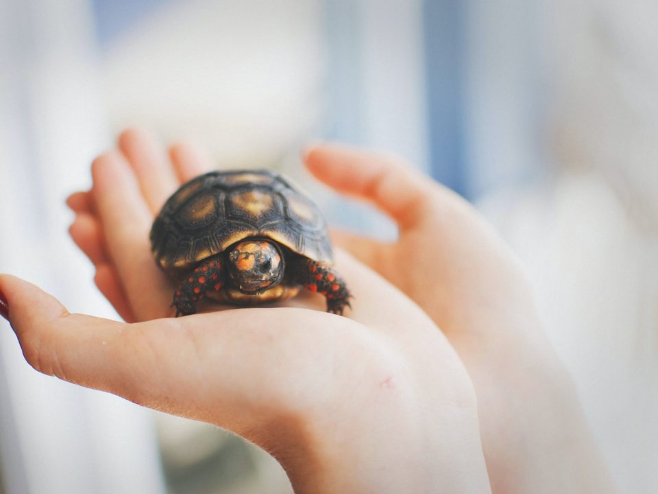 brown and black tortoise in person's hand