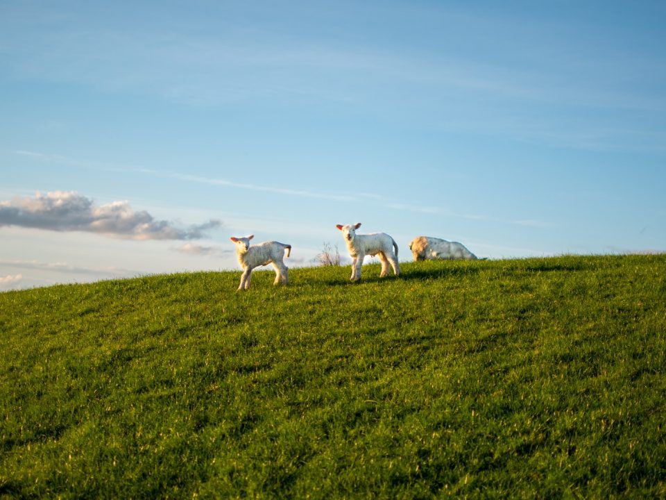 white and brown horses on green grass field during daytime