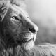 grayscale photo of lion lying on grass field