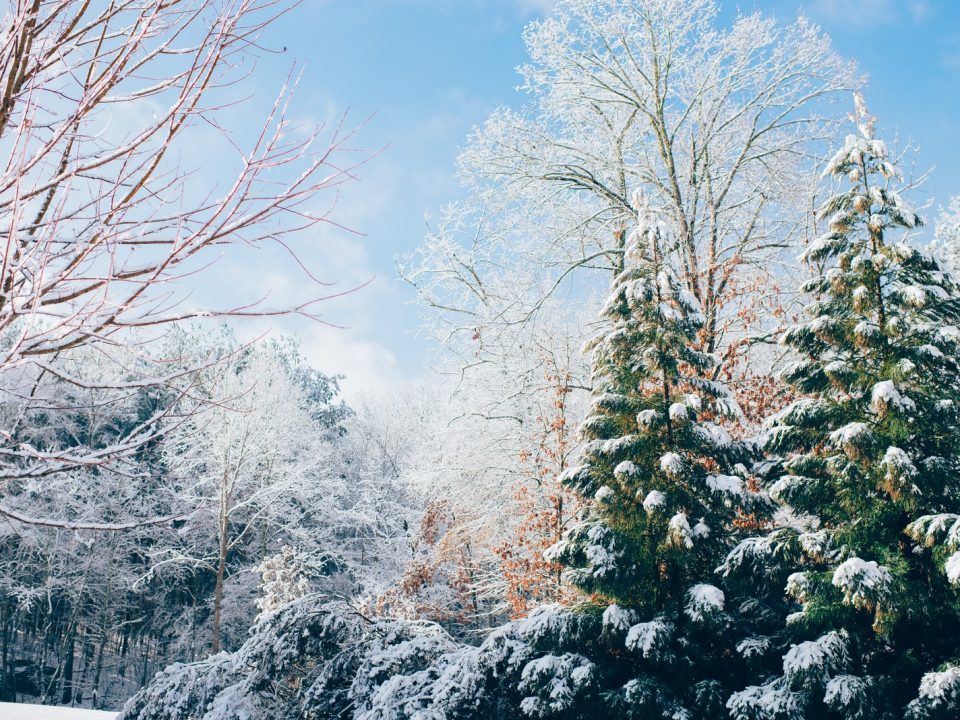 green pine trees during snow season