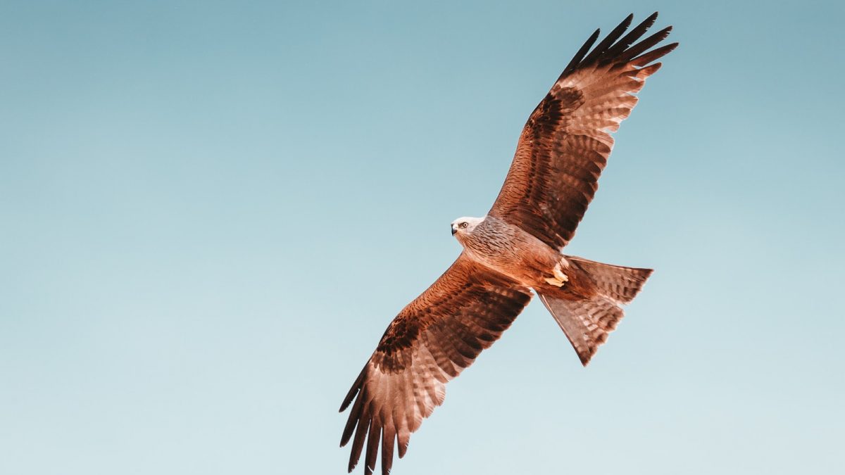 photo of brown hawk flying