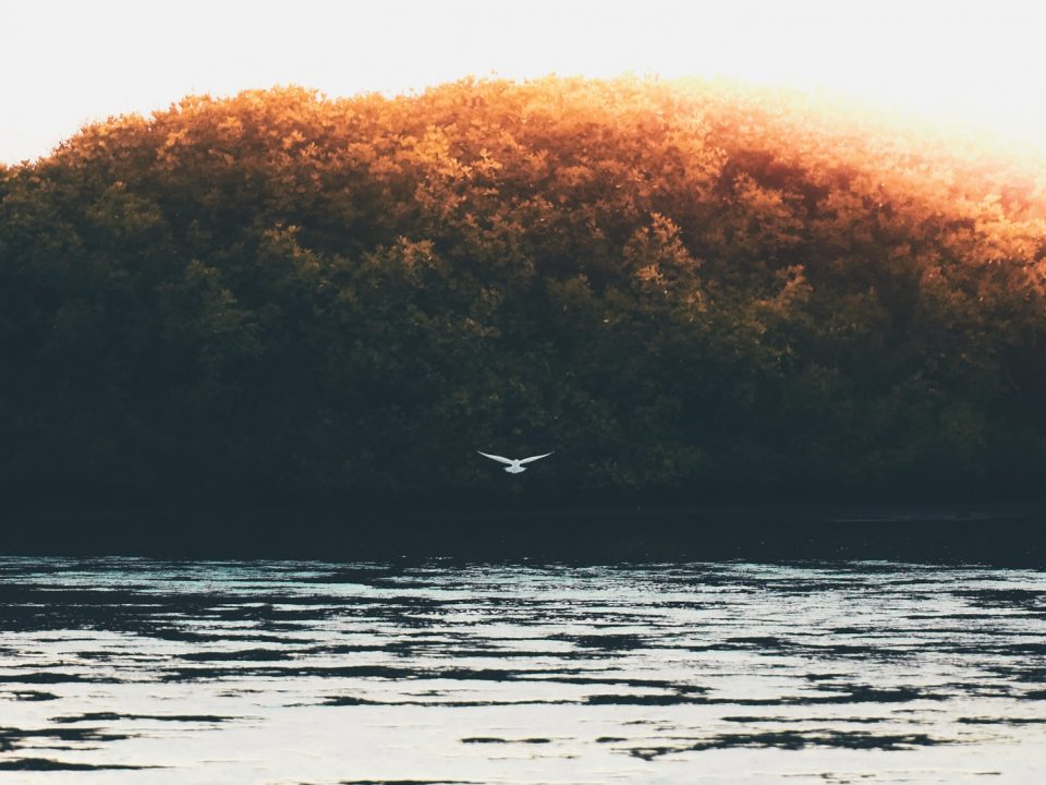 bird flying under the sky