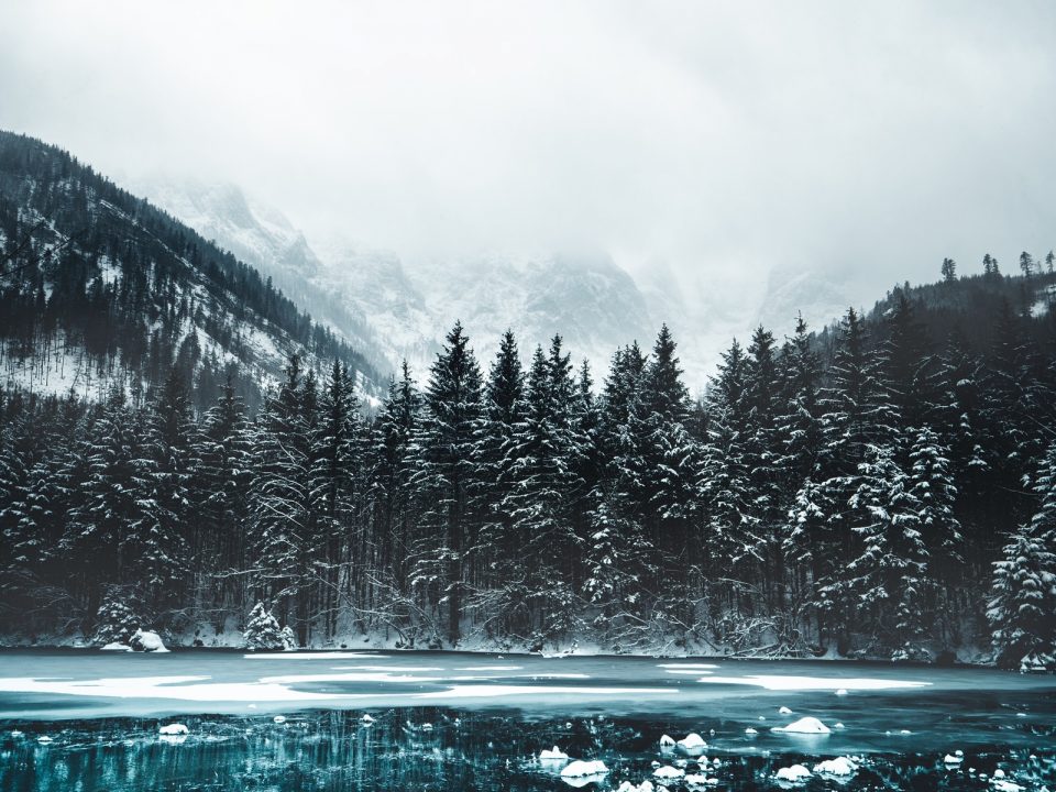 snow covered pine trees and mountains during daytime