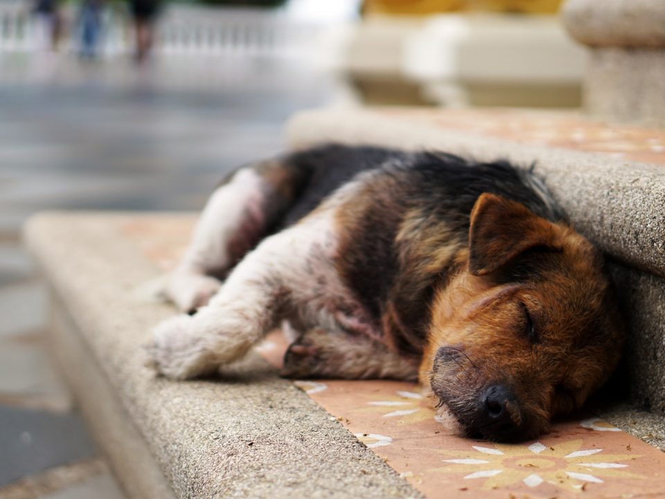 puppy lying on stair