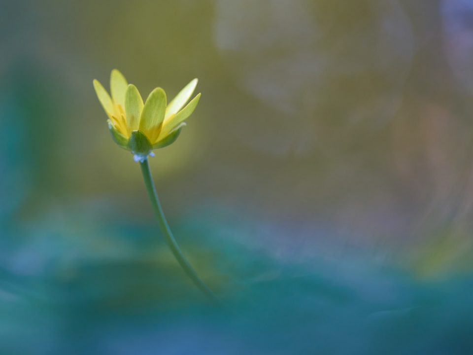 yellow flower in tilt shift lens