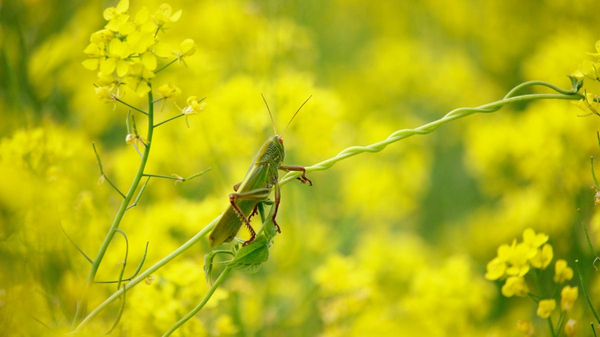 green grasshopper on plant