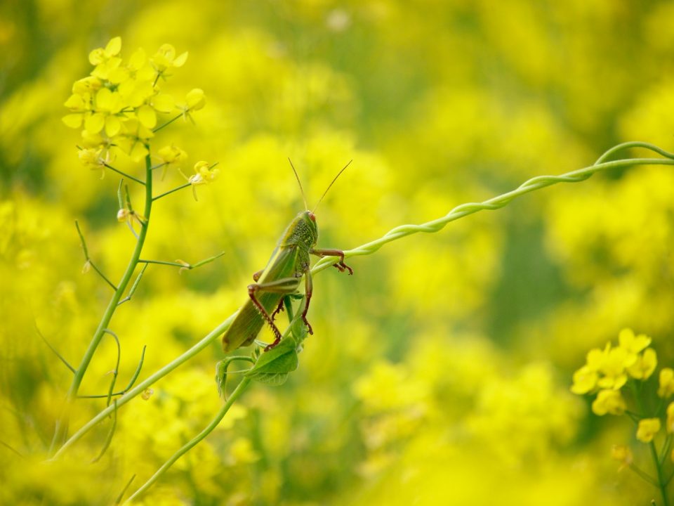 green grasshopper on plant