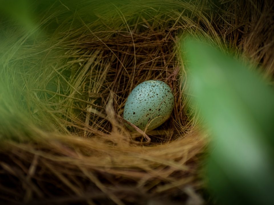 white egg on brown nest