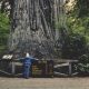 Big Tree Redwood National Park