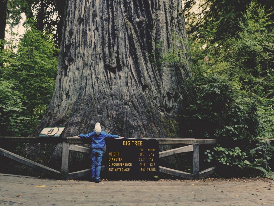 Big Tree Redwood National Park