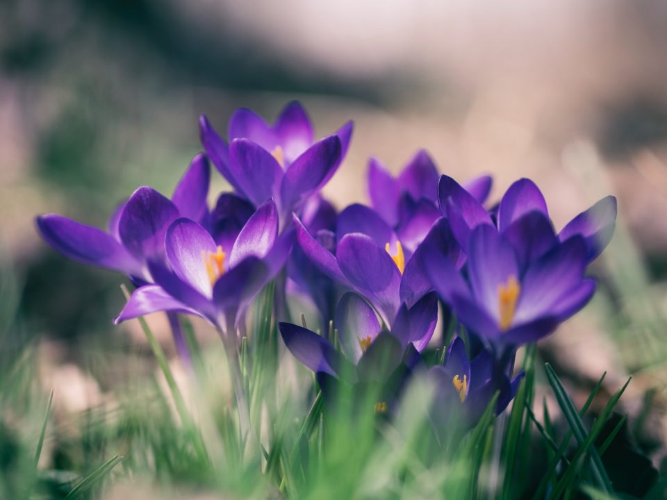 purple petal flower close-up photo