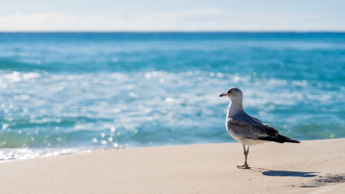 white and gray bird on beach shore during daytime