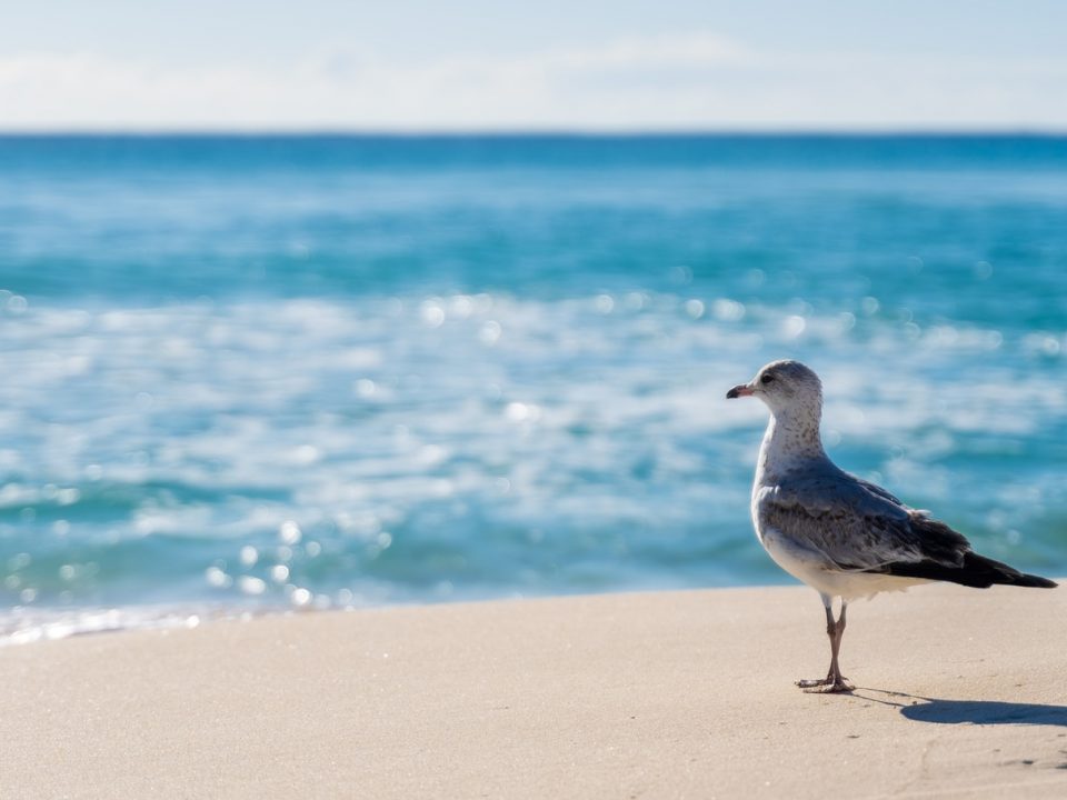 white and gray bird on beach shore during daytime