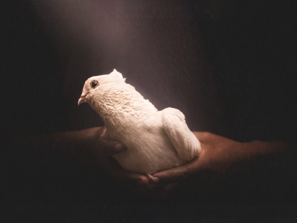 white dove