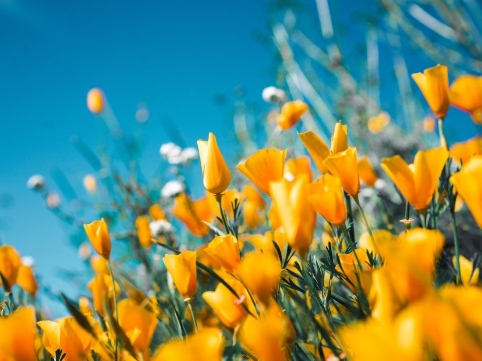 orange petaled flowers