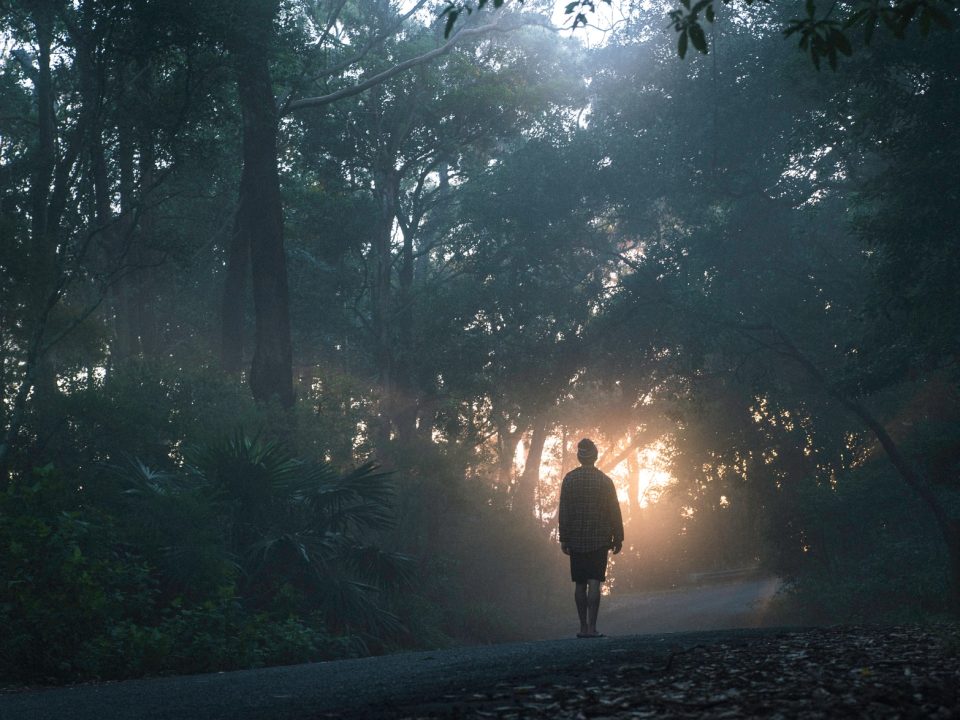 person walking on street between forest