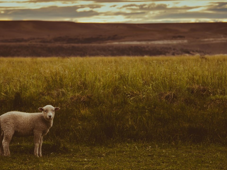 white sheep near the green grass