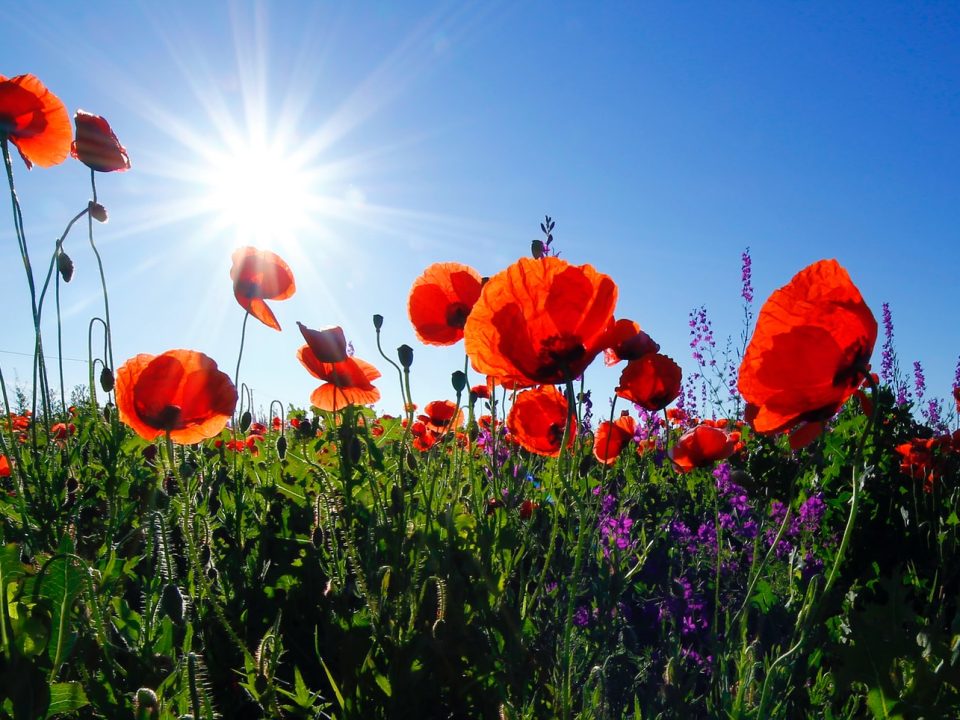 red poppy flower field at daytime