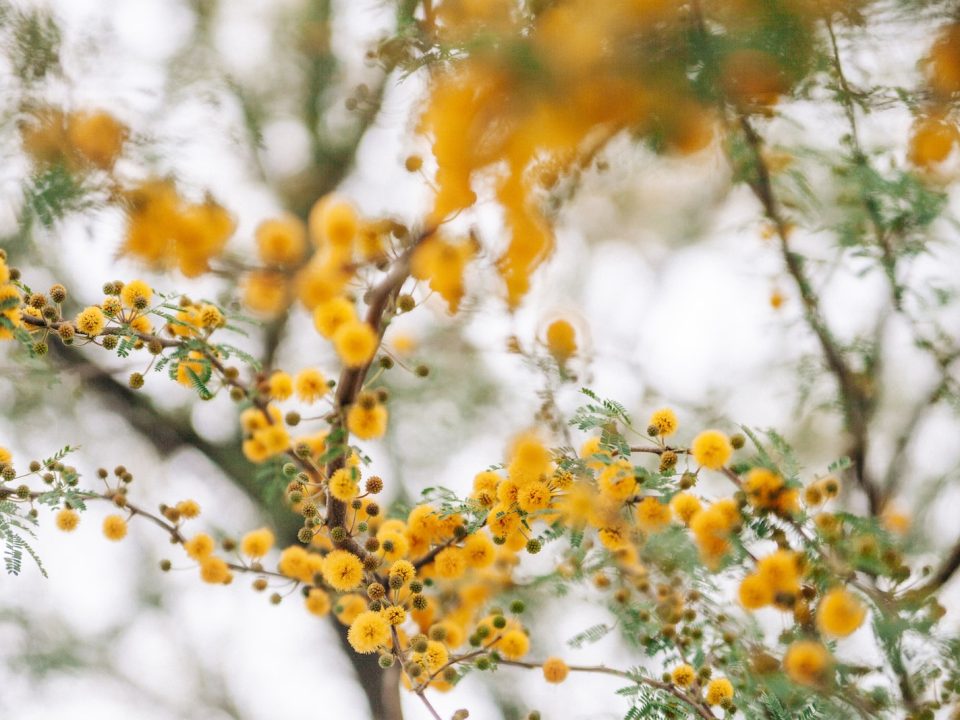 yellow petaled flowers