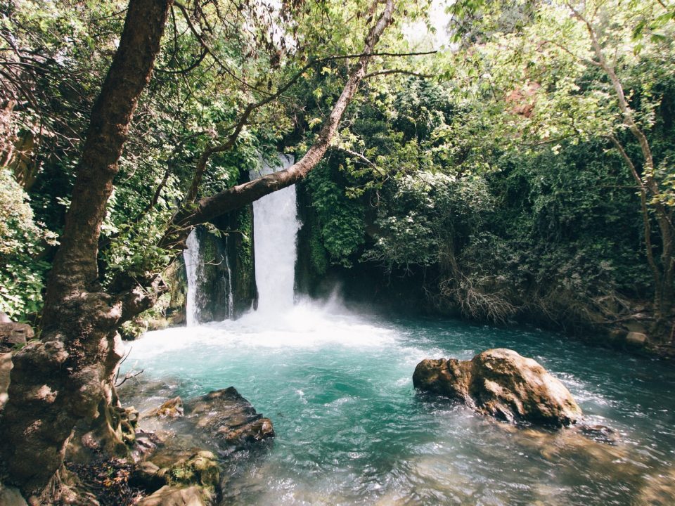 green and white body of water near forest