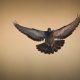 shallow focus photo of brown eagle flying