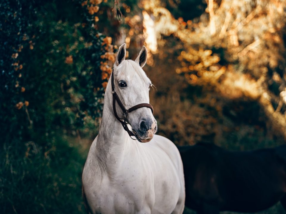 white horse standing near plant